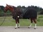 Tough Horse Regendeken inclusief 300gr Onderdeken - Half Neck - 1680D